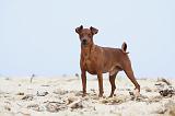 PINSCHER NAIN 010